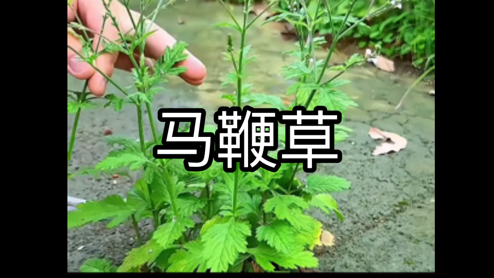 屋前院后常见的马鞭草,你认识它吗 # 植物科普 # 你的家乡有这种植物吗 # 草本植物 # 识百草 # 马鞭草哔哩哔哩bilibili