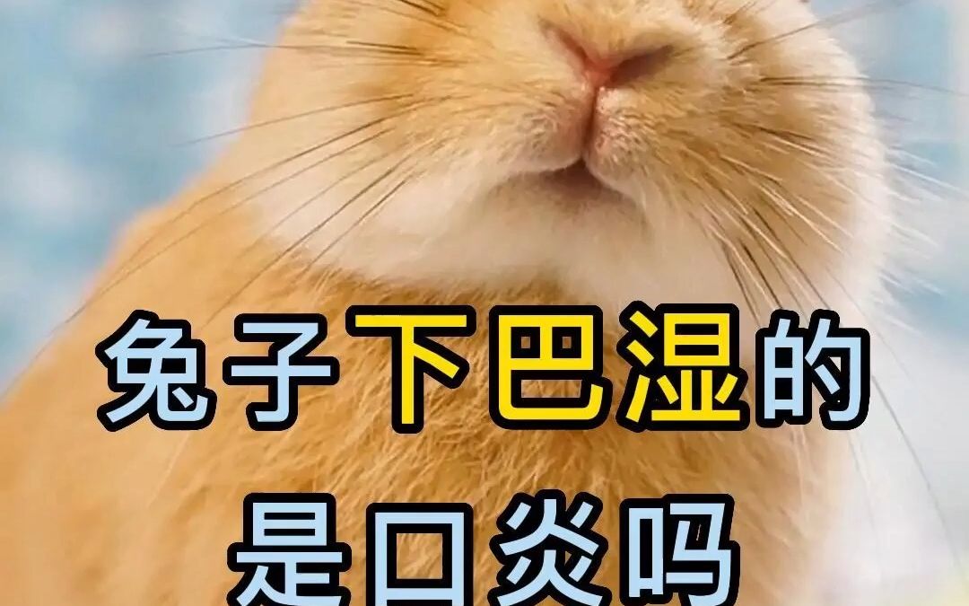 兔子下巴湿的是口炎吗