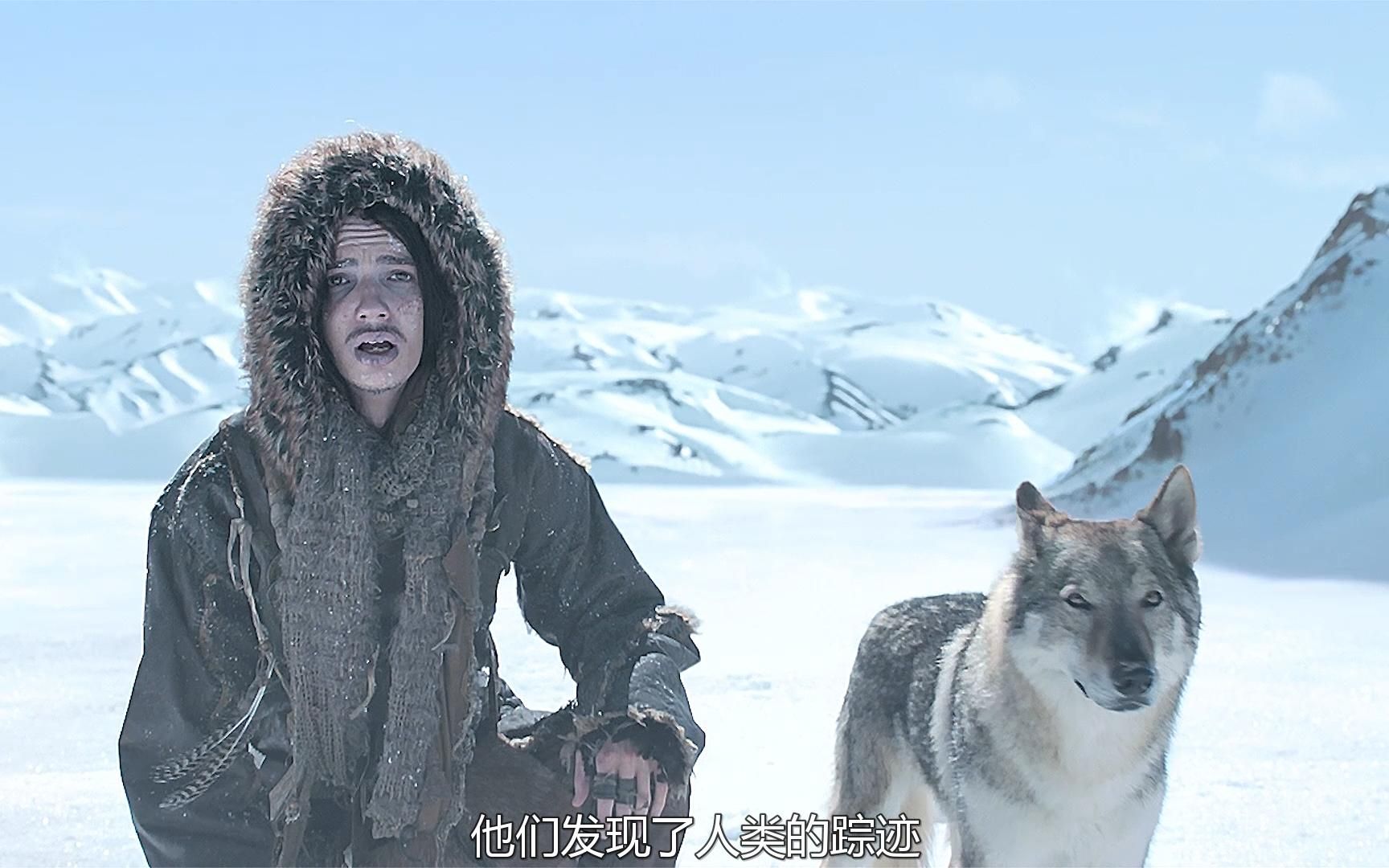 狼的故事阿尔法狼伴归途