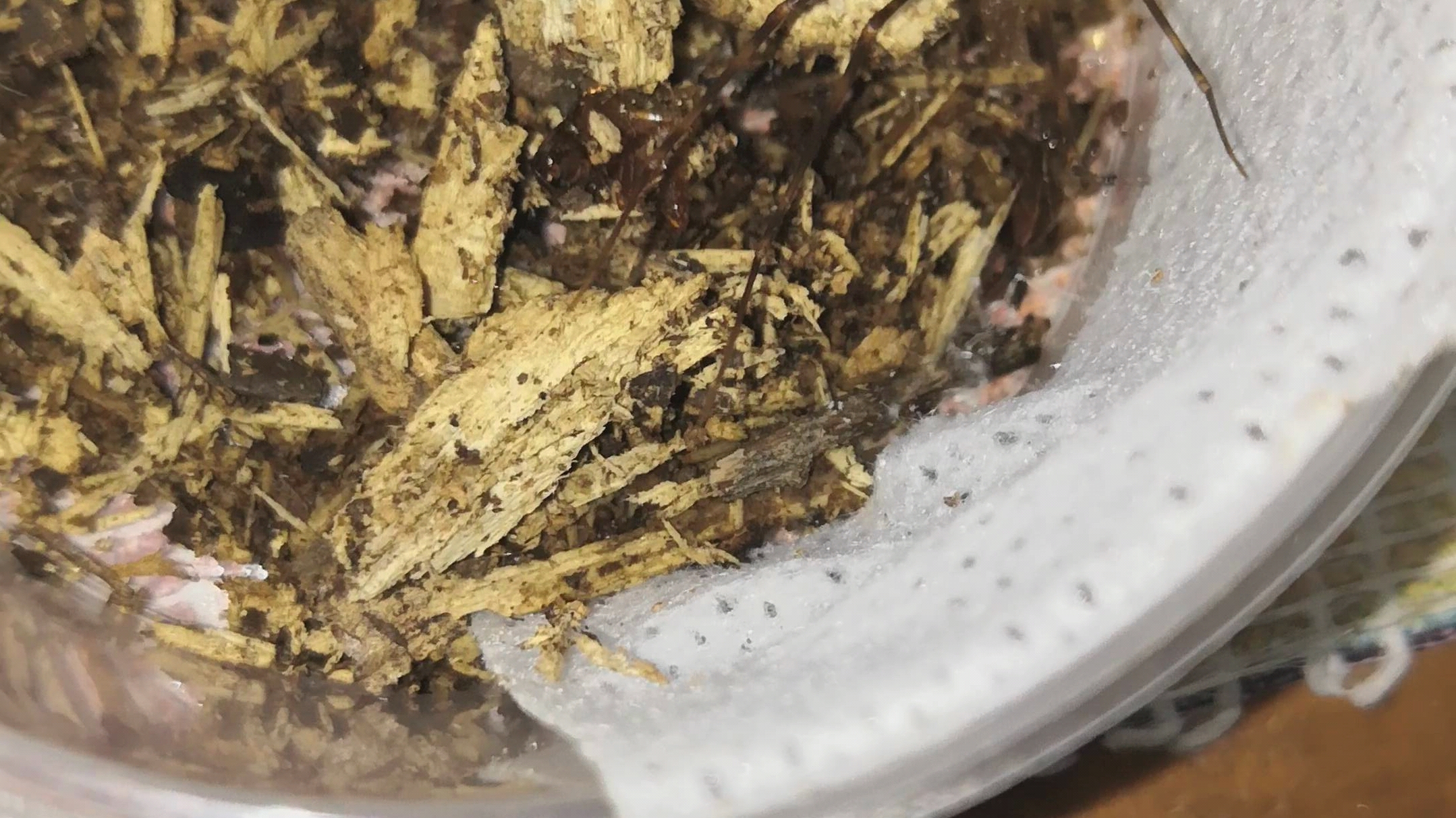 海南产花皮蛛捕食绞蛛