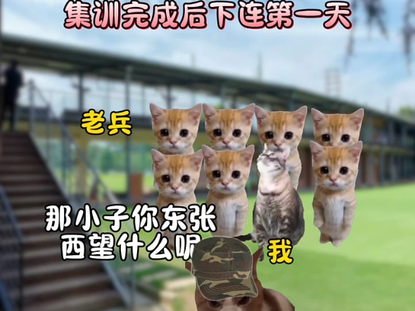 来自摩托化步兵的压迫感 ＂猫meme小剧场 ＂猫meme ＂摩托化步兵 ＂哔哩哔哩bilibili