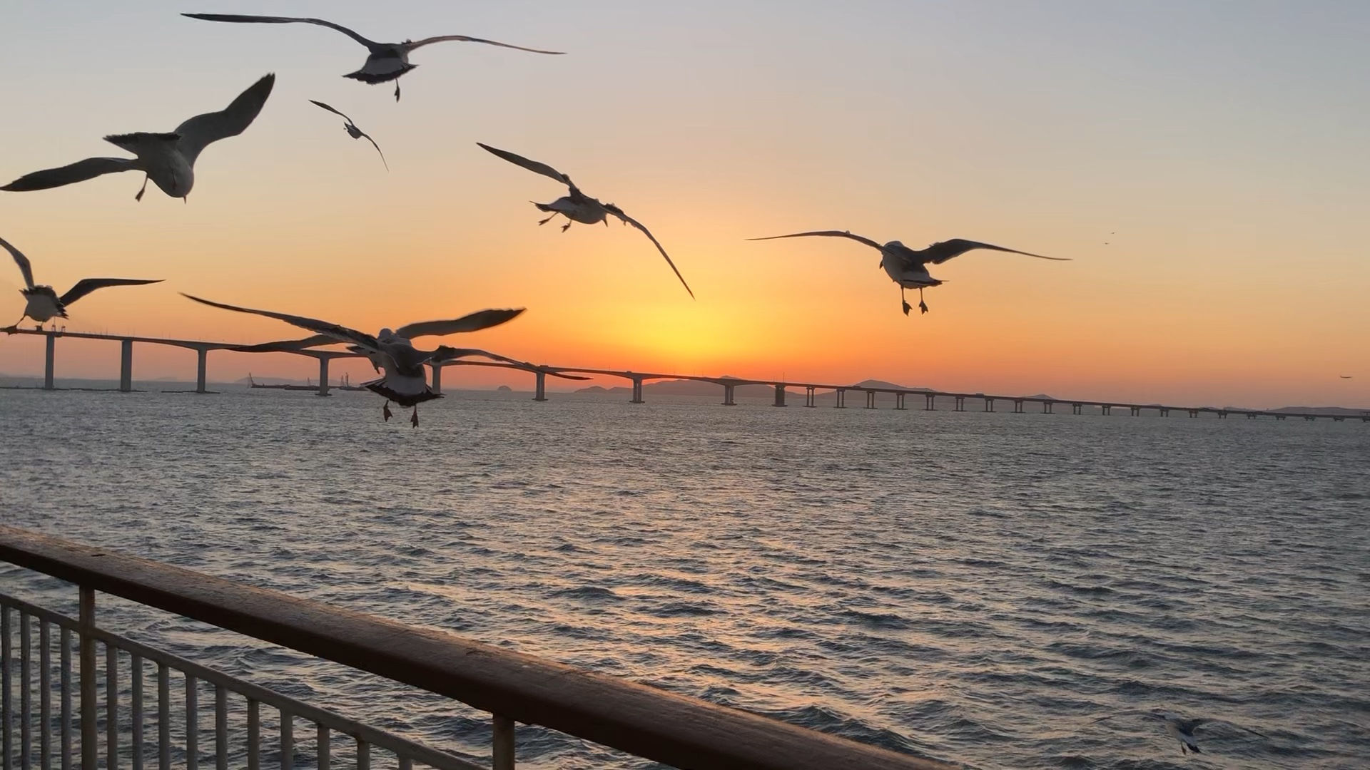 [图]桥，海鸥，夕阳，飞机和大海