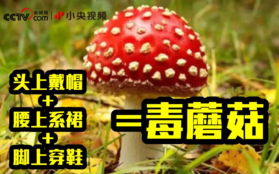 颜色鲜艳的蘑菇都是毒蘑菇吗?哔哩哔哩bilibili