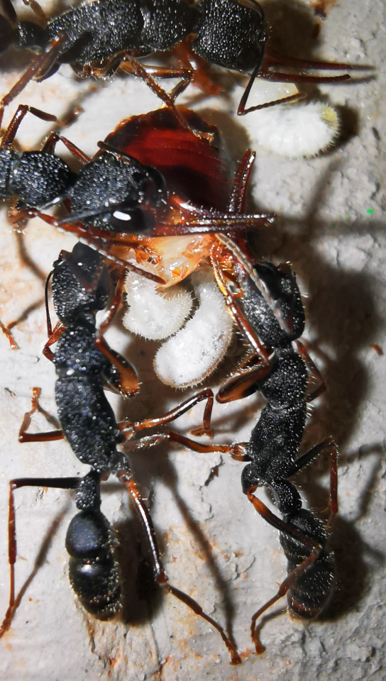 猎镰猛蚁取食_哔哩哔哩_bilibili