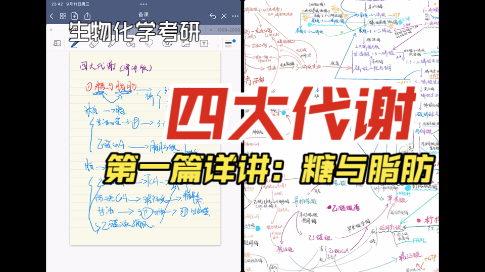 [图]【生物化学】四大代谢转化之糖与脂肪的联系与应用