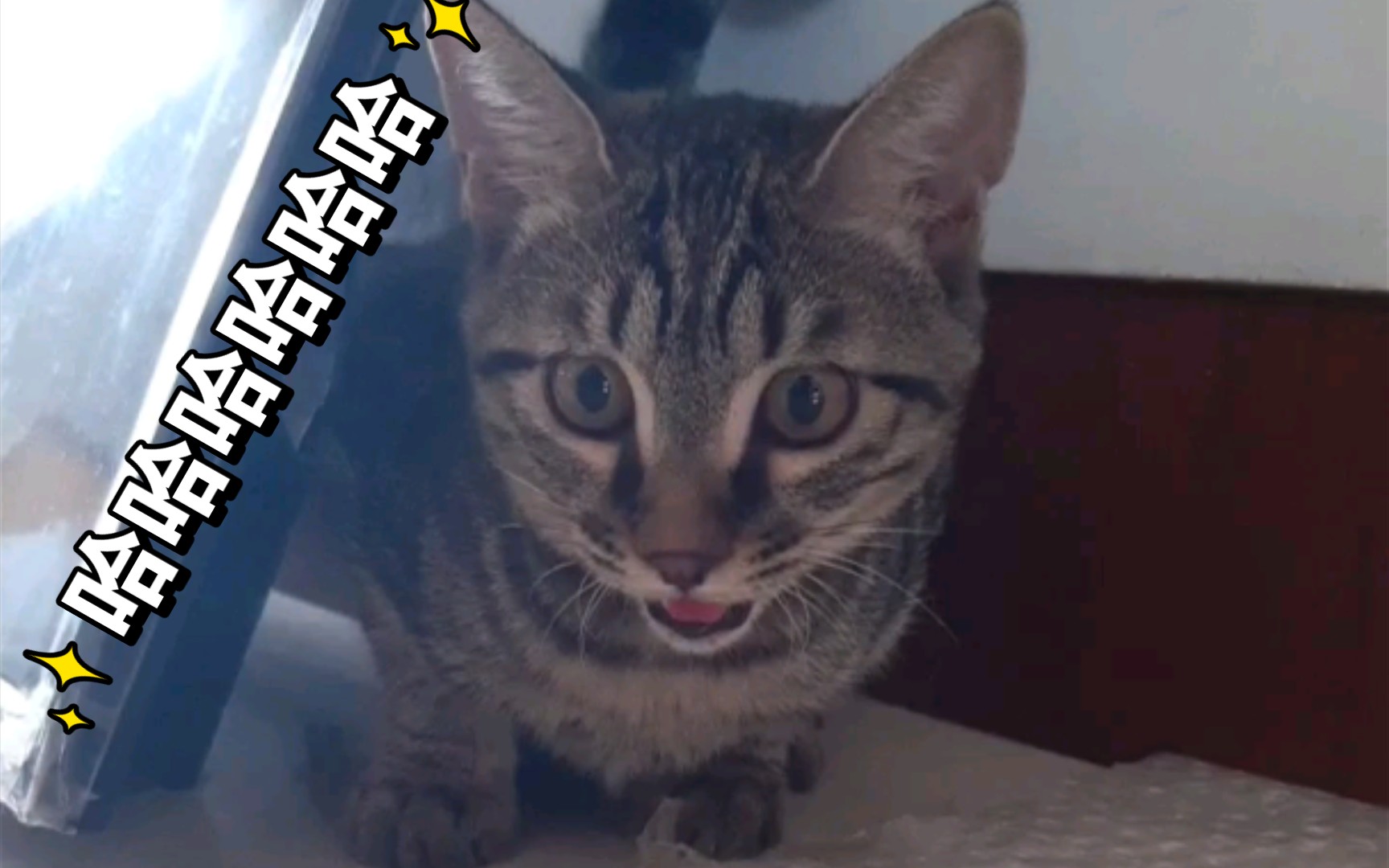 大口喘气的小狸狸