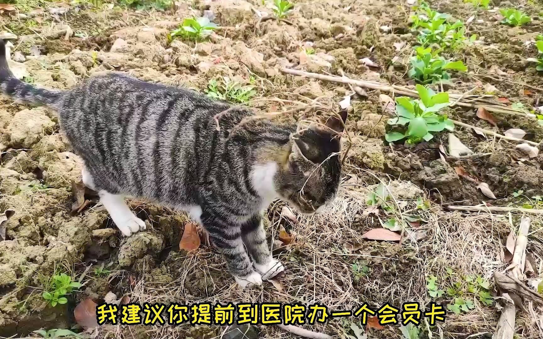 [图]猫咪野性十足怎么办？猫：反思一下自己的人品