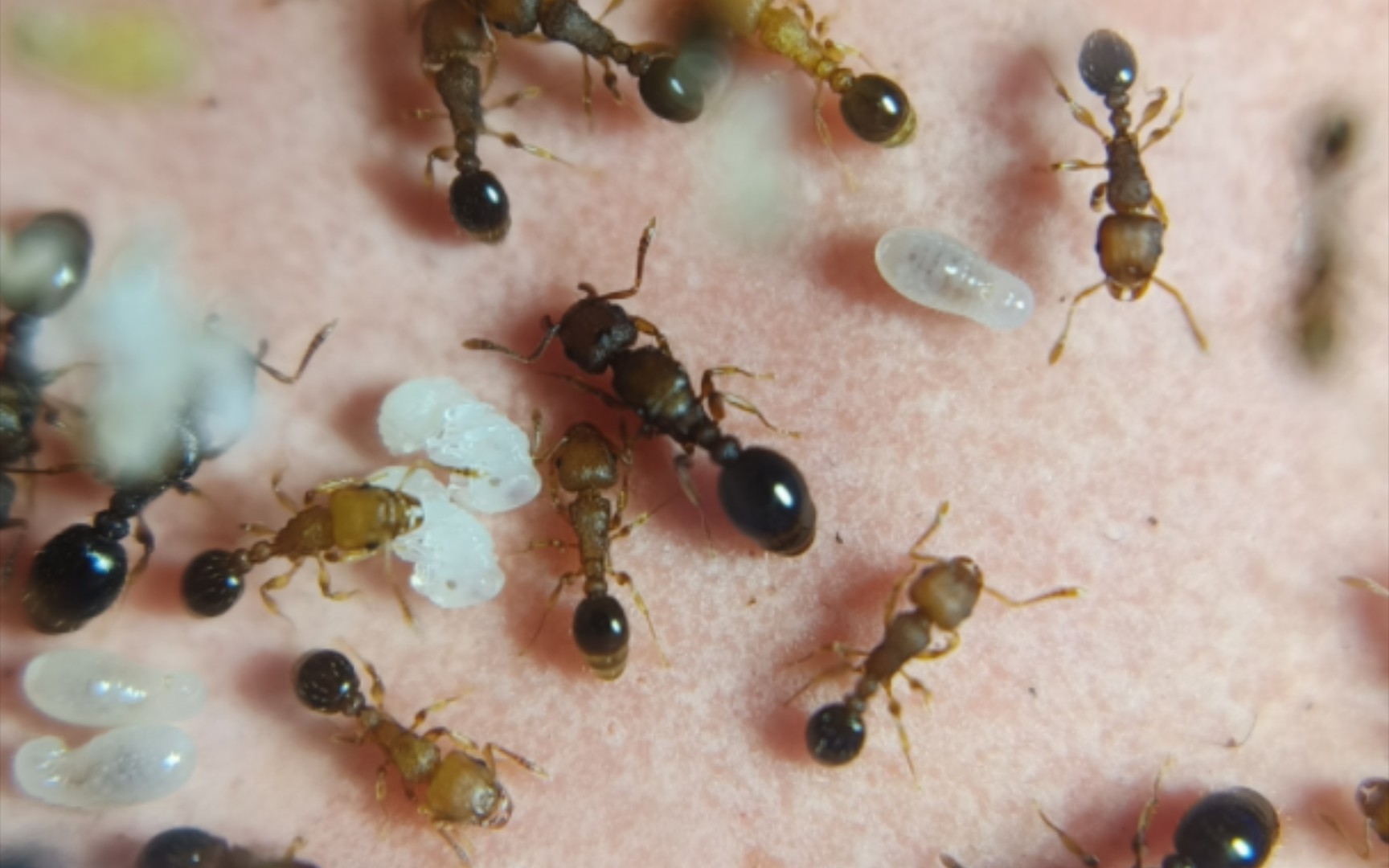 铺道蚁日常记录