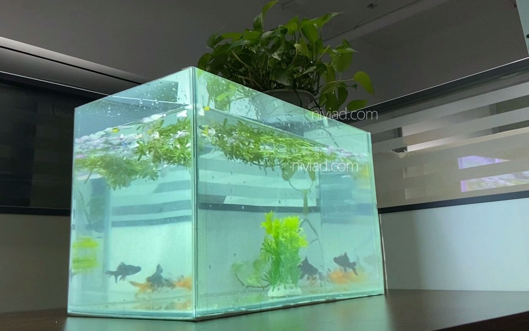 裸眼3d鱼缸