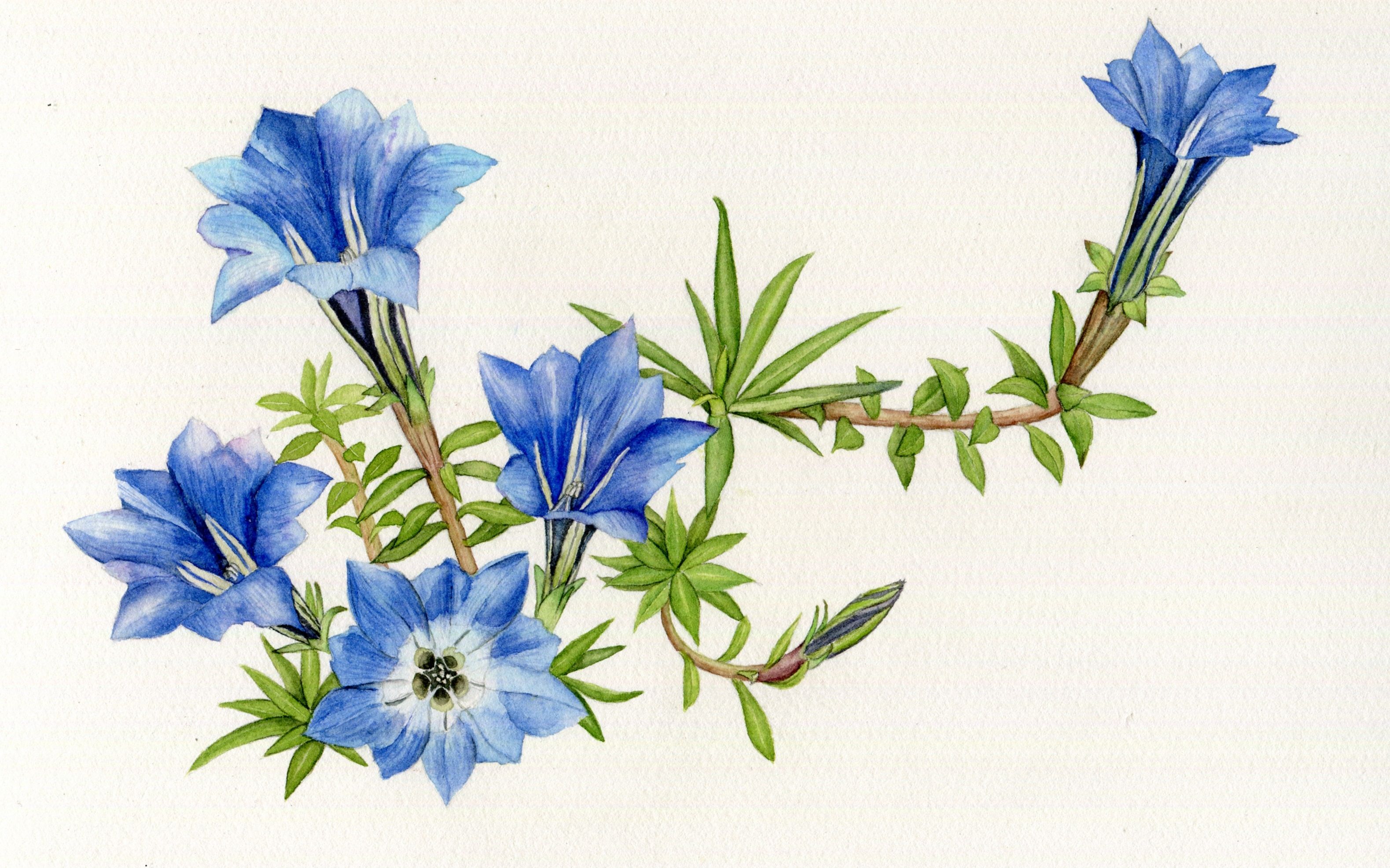 蓝玉簪龙胆直播