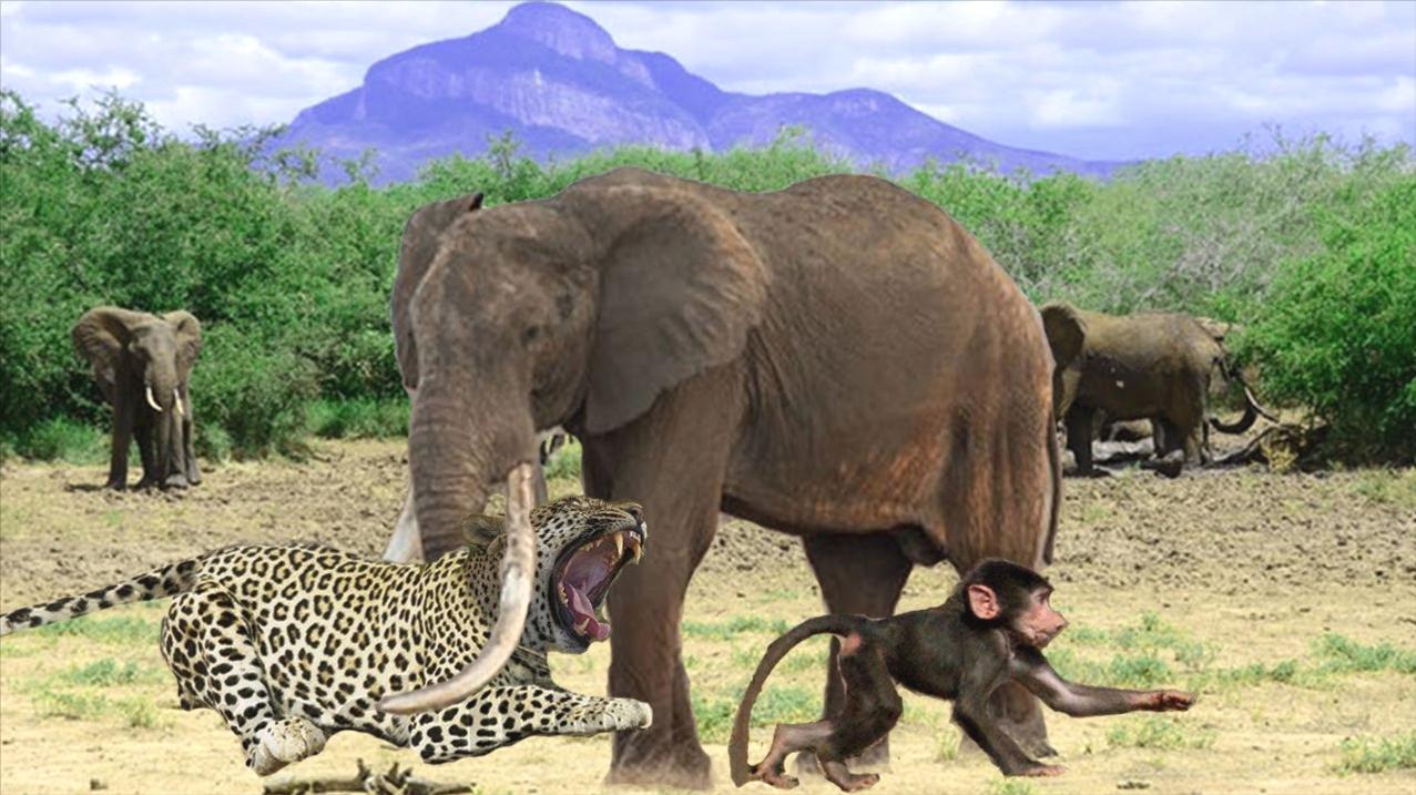 英雄大象憎恨捕食者, 把小猴子从豹子手里救出来