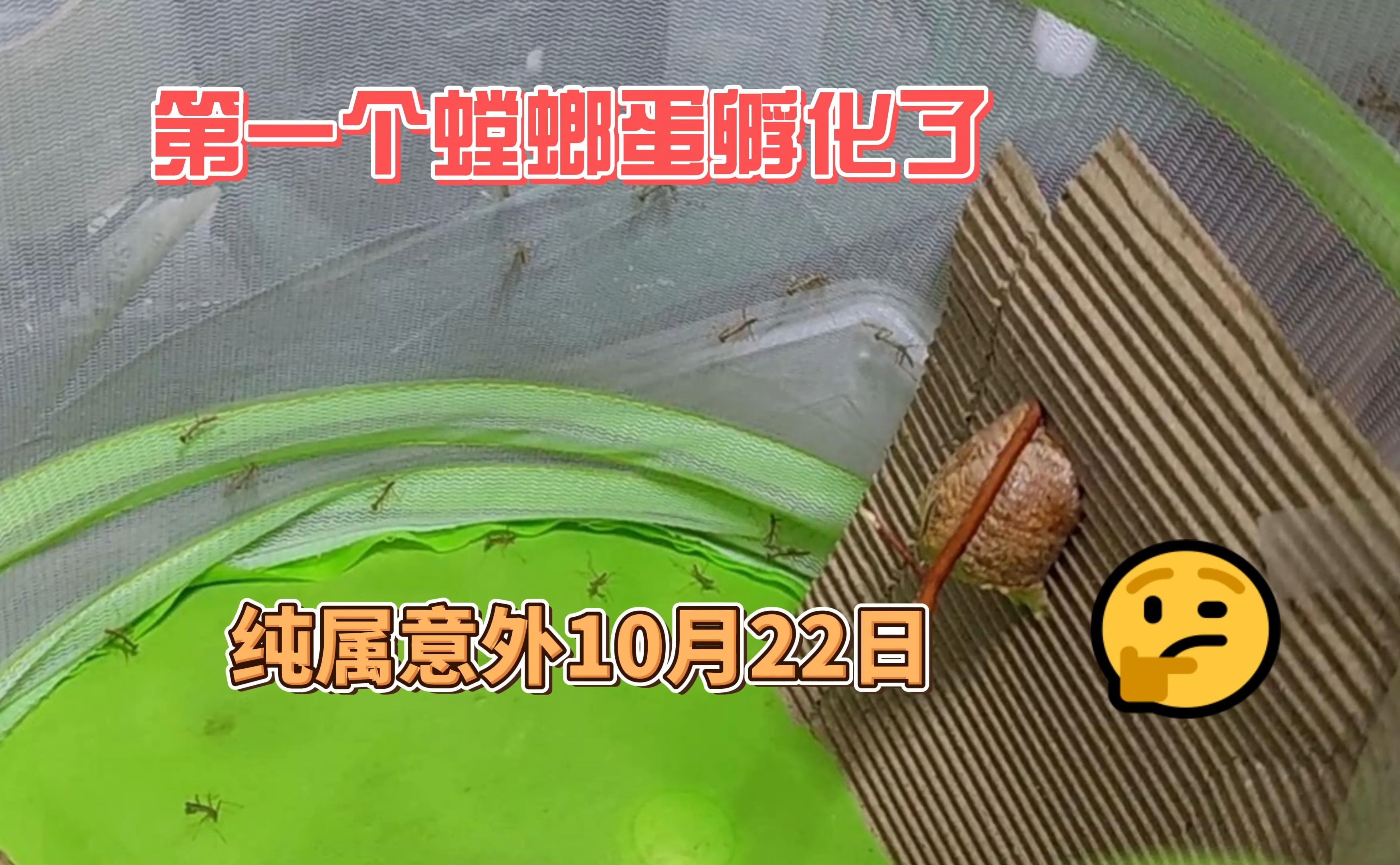 意外!第一个螳螂卵提前孵化了 10月22日 放生到天井里了 中华大刀螳螂 2024哔哩哔哩bilibili