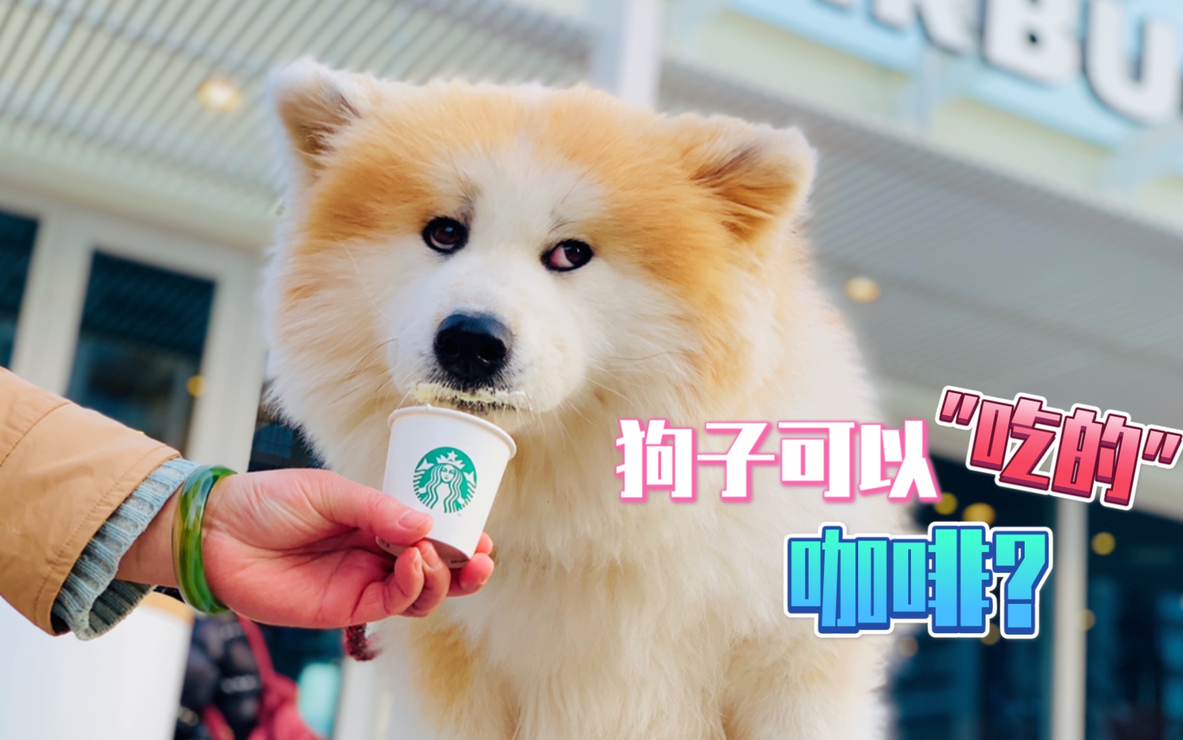也是体验过星巴克"咖啡"的狗狗啦～耶