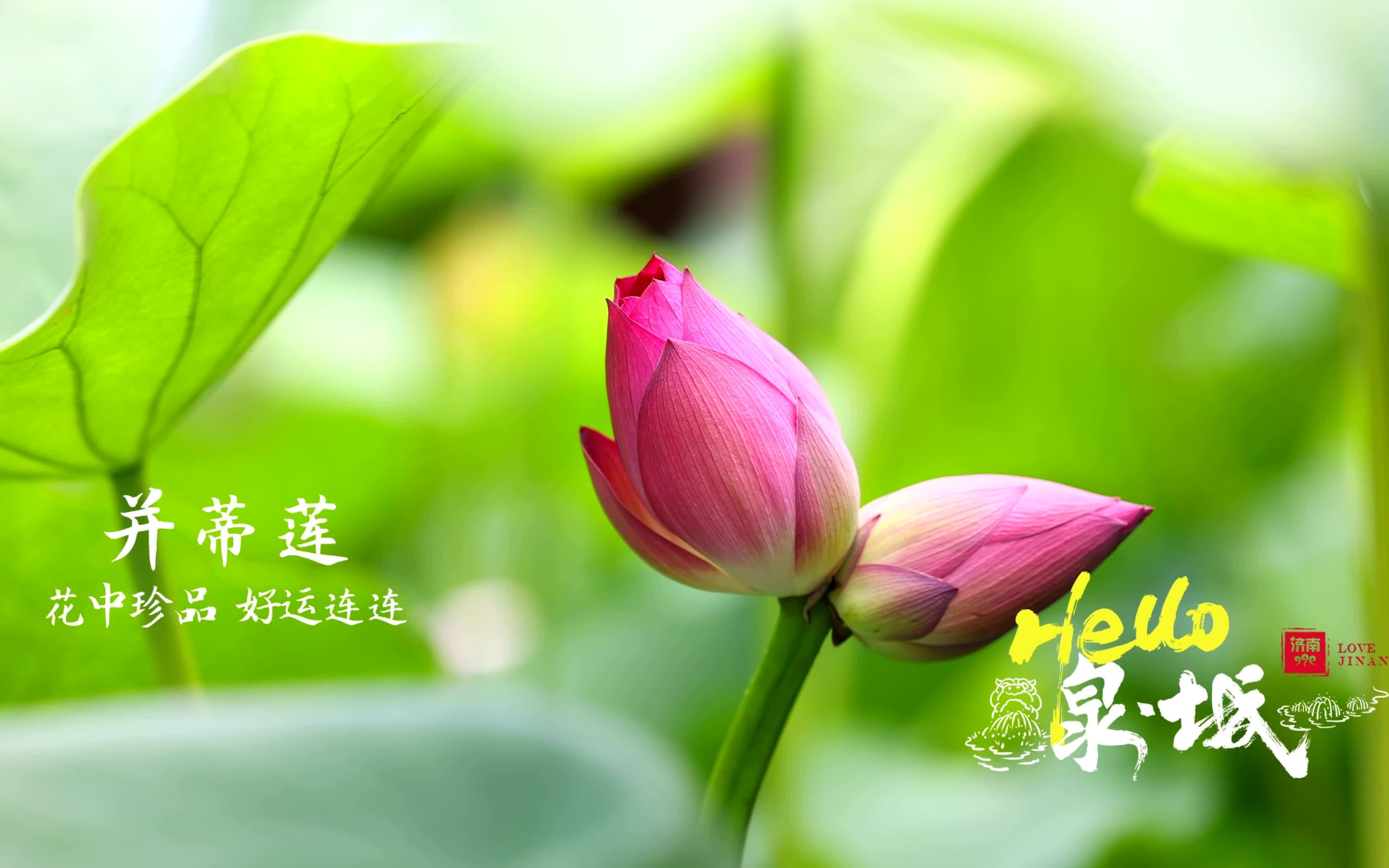 [图]【泉·城】并蒂莲：花中珍品 好运连连