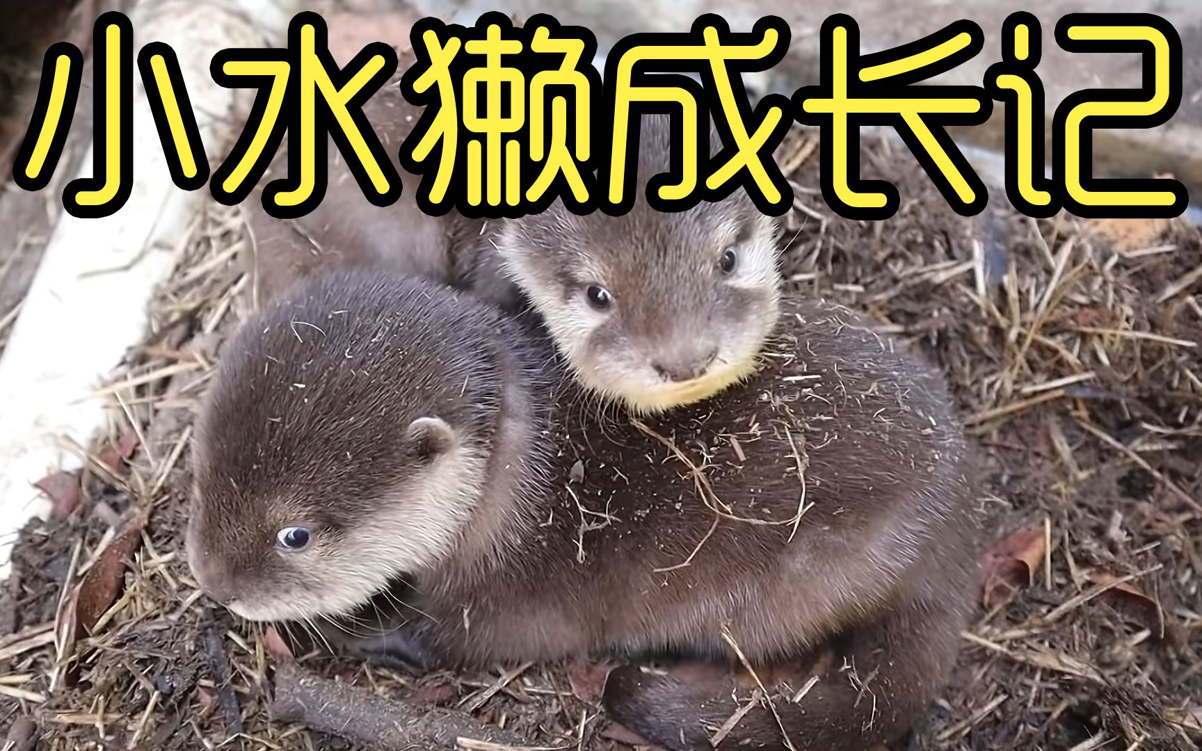 小水獭成长记 救助两只遗弃的水獭宝宝教游泳喂食 最后结局感人哔哩哔哩bilibili