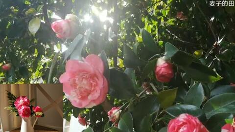 冬日院子里的茶花树 院子里有九棵不同品种的茶花树 每到秋末初冬就陆续开放 茶花的花期很长 可以持续开放好几个月 直到冬末初春时 麦子的田园life 哔哩哔哩