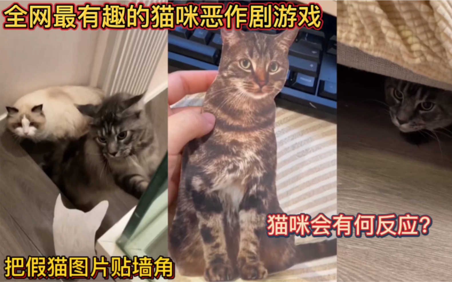 全网最有趣的猫咪恶作剧游戏!把假猫图片贴墙角!猫咪会有何反应?哔哩哔哩bilibili