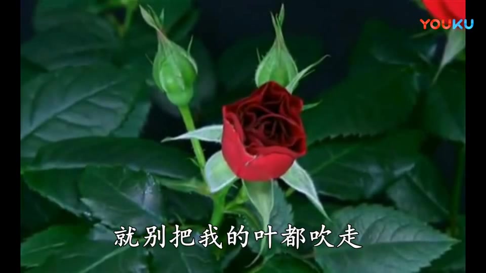 [图]孙露——别把我的心带走(风景版MV)