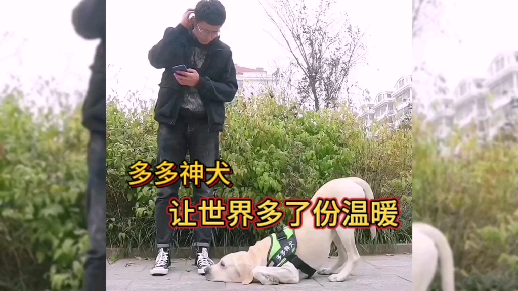 多多神犬:一只能带给人温暖传递正能量的狗子哔哩哔哩bilibili