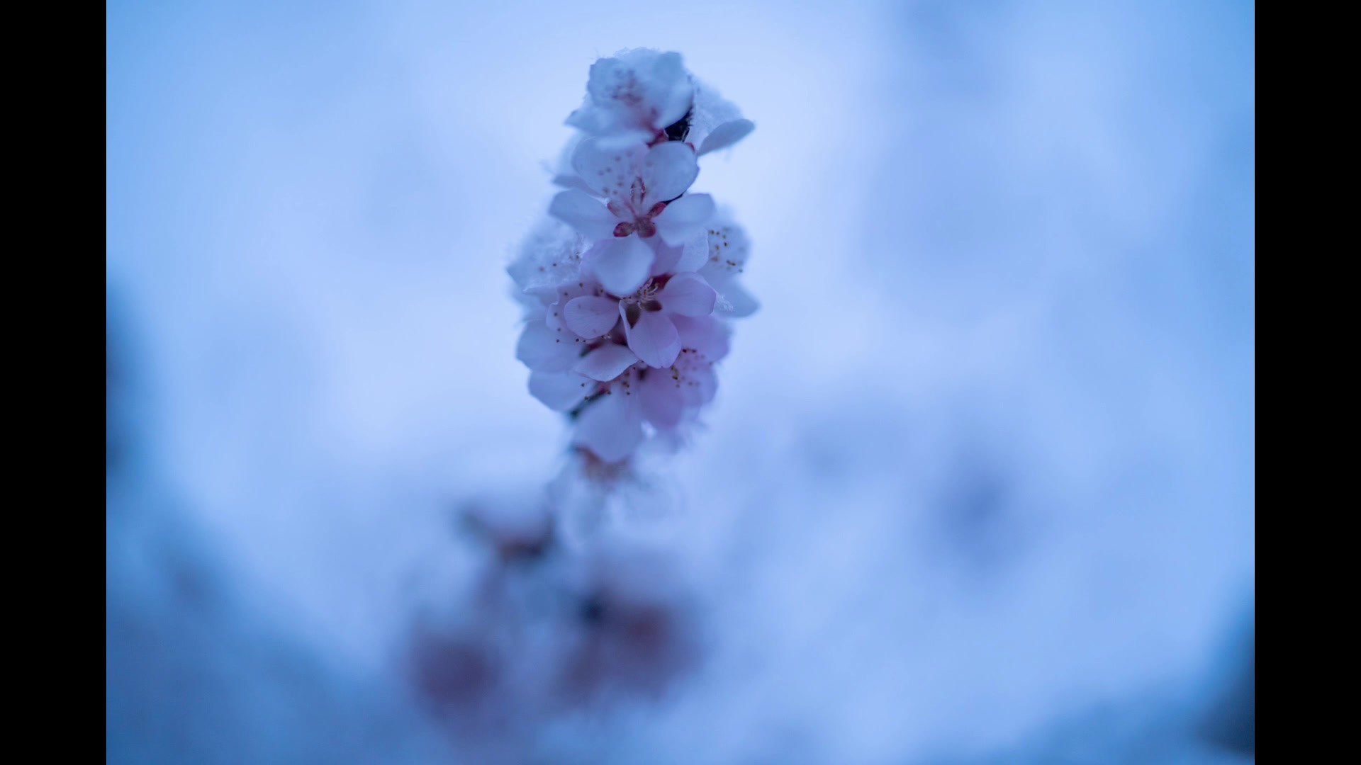 [图]春日雪 寻“梅”