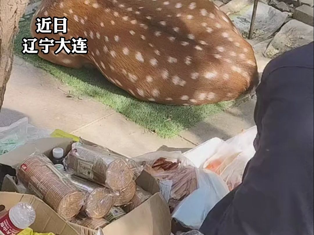 大连梅花鹿在卖鹿食摊位旁“安家”,网友:打通生产消费双端路径,为大爷赋能 形成摊到嘴闭环哔哩哔哩bilibili