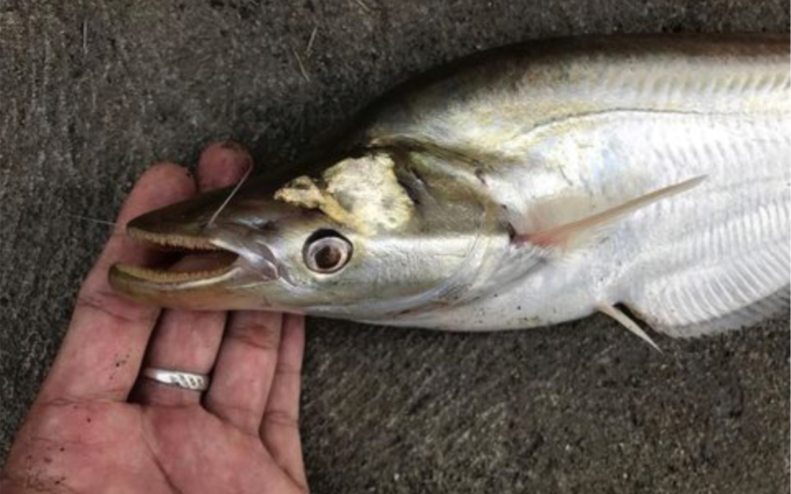 阿波光缺鳍鲶/天竺细丝鲶(krytopterus apogon)