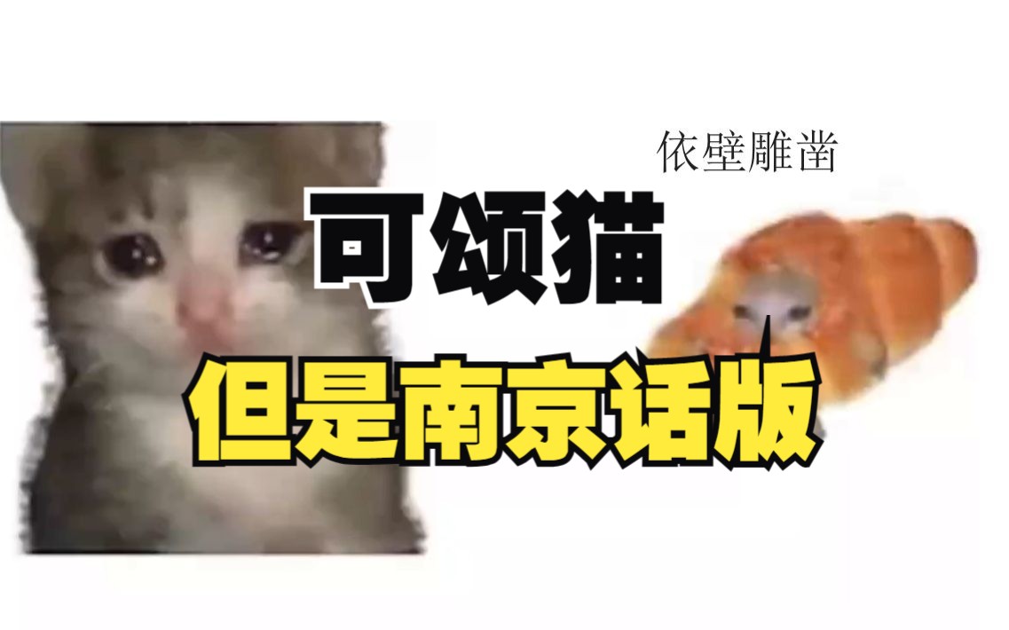 可颂猫,但是南京话猫哔哩哔哩bilibili