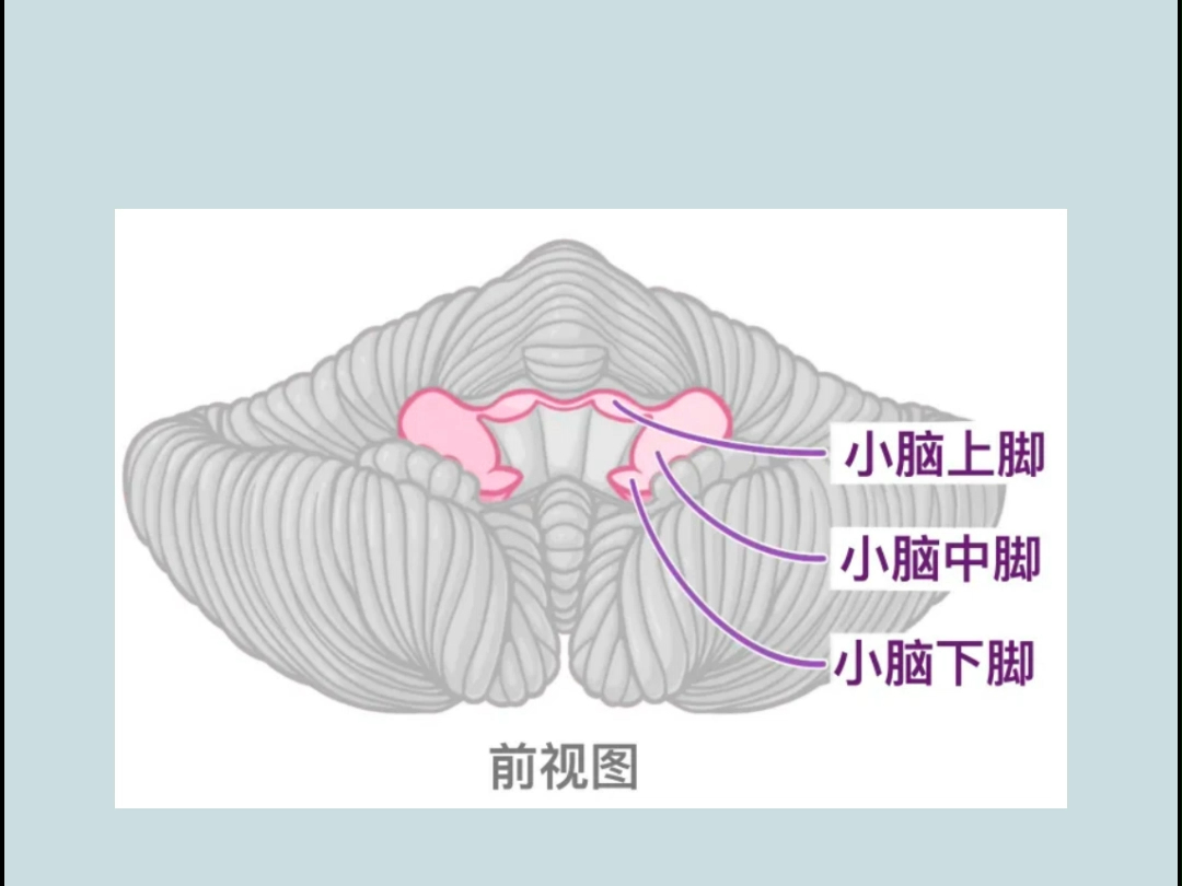 用图片学习小脑的构造没有空间思维太难啦!哔哩哔哩bilibili