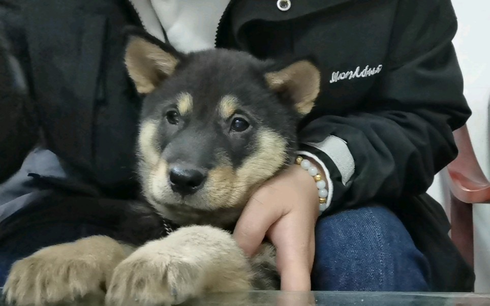 铁仔:下面我给大家来段表演(要趁孩纸还小多耍耍它哈哈哈哈…搅屎虎又