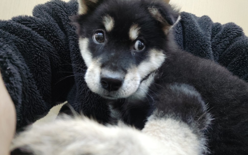 四眼铁包银土松——住院一个月,都脱相了,可怜的小黑.