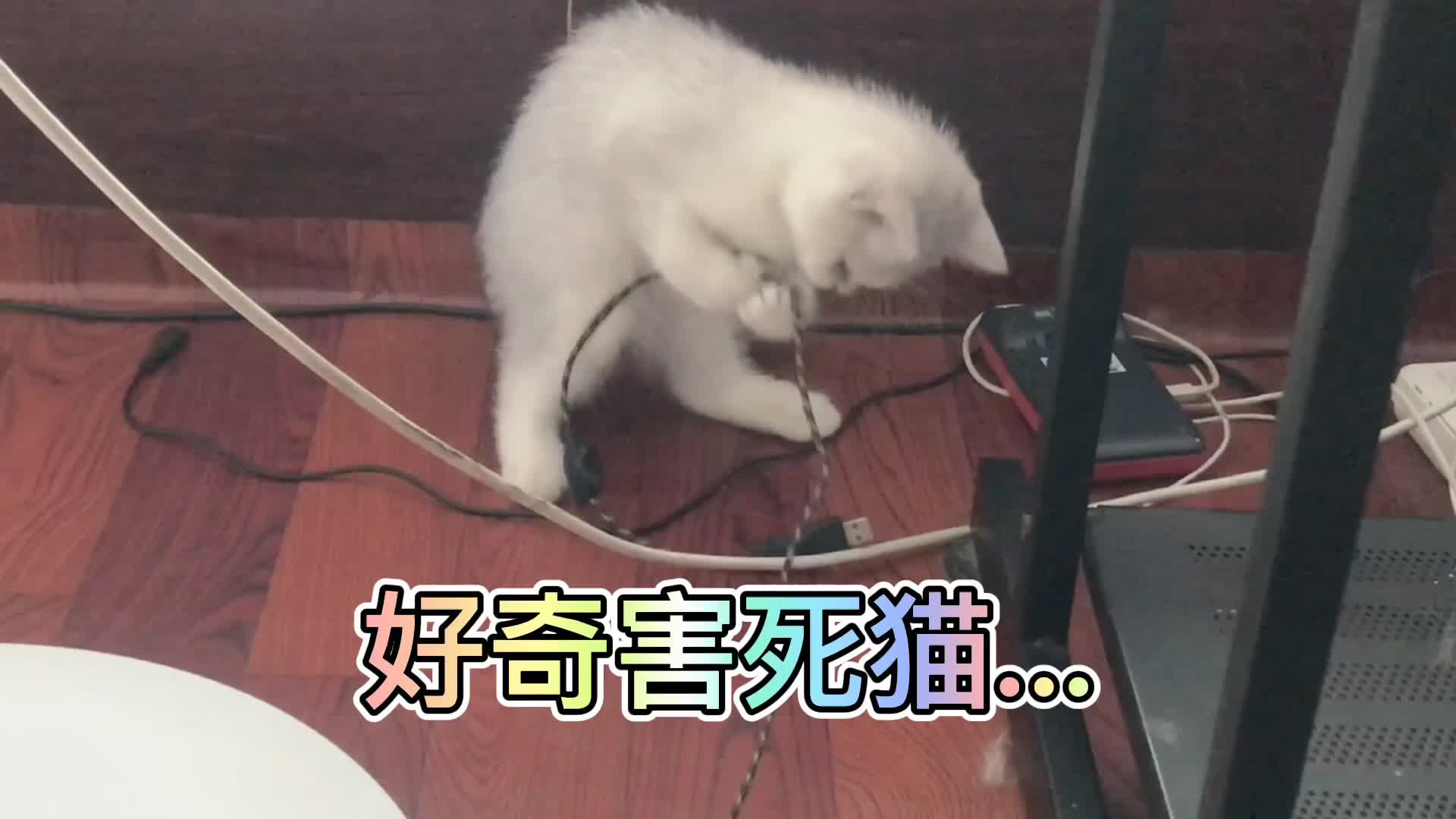 好奇心害死猫表情包图片