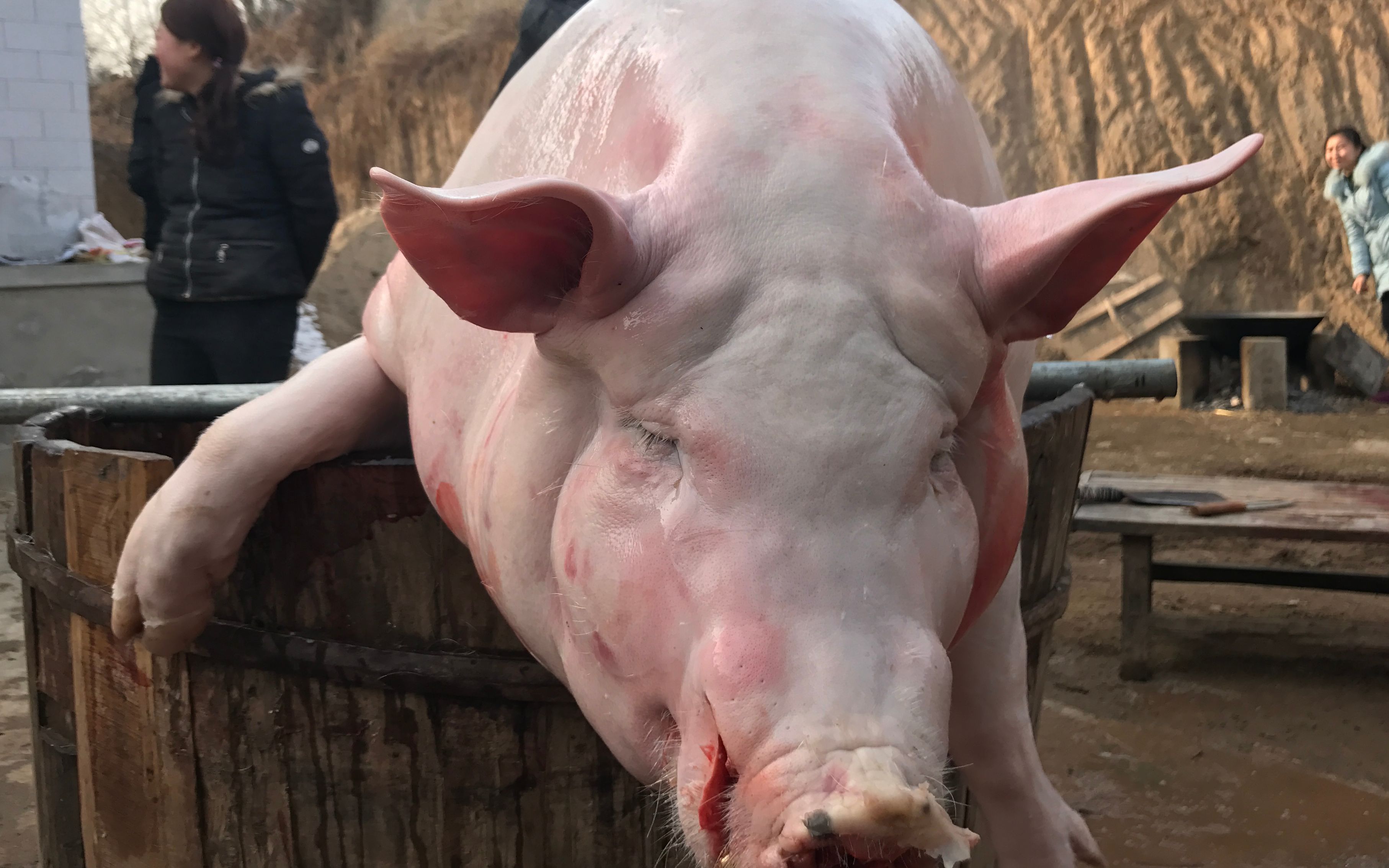 农村最后一茬杀年猪这杀猪方法全场人笑翻了