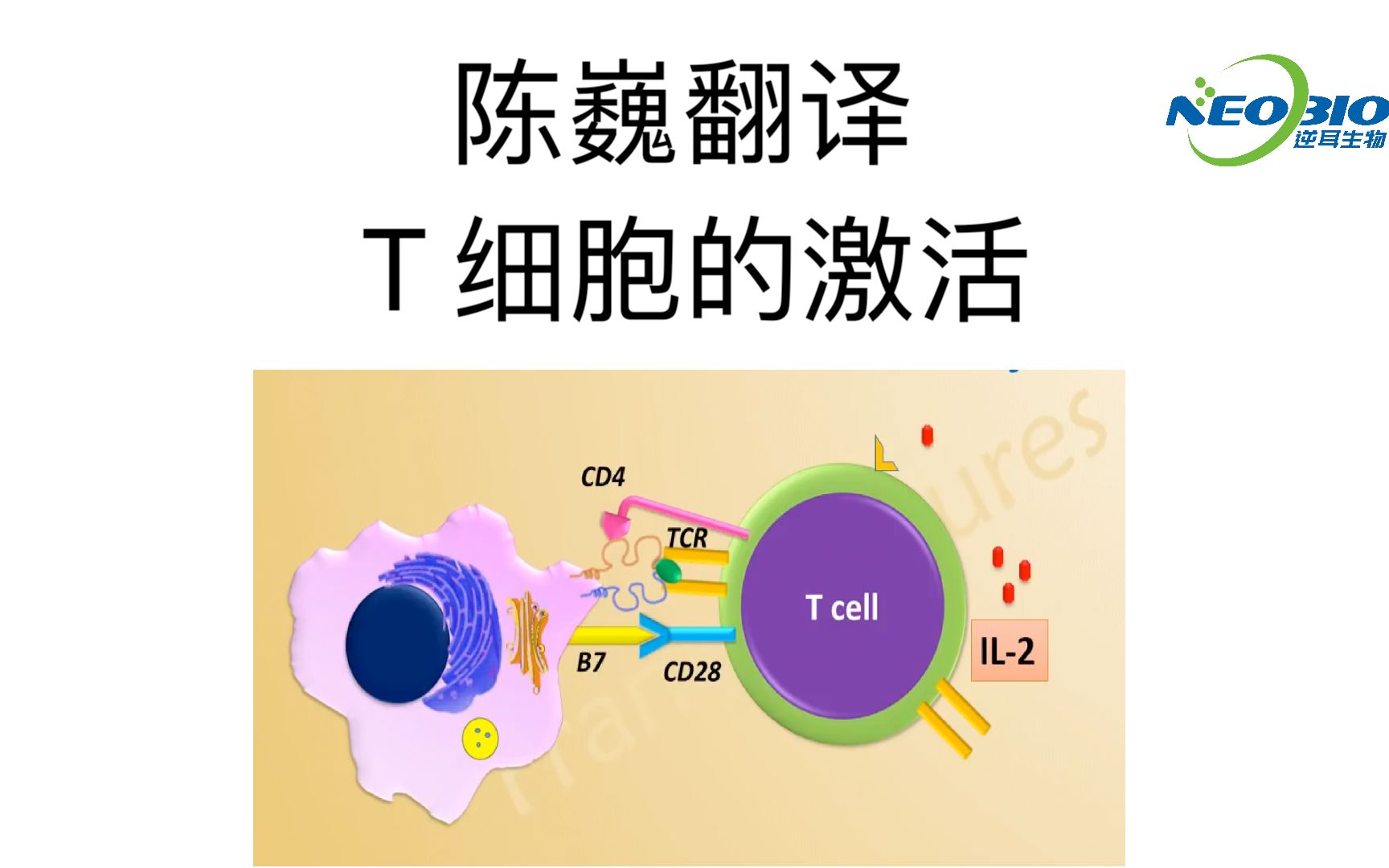 【陈巍翻译】T 细胞的激活哔哩哔哩bilibili