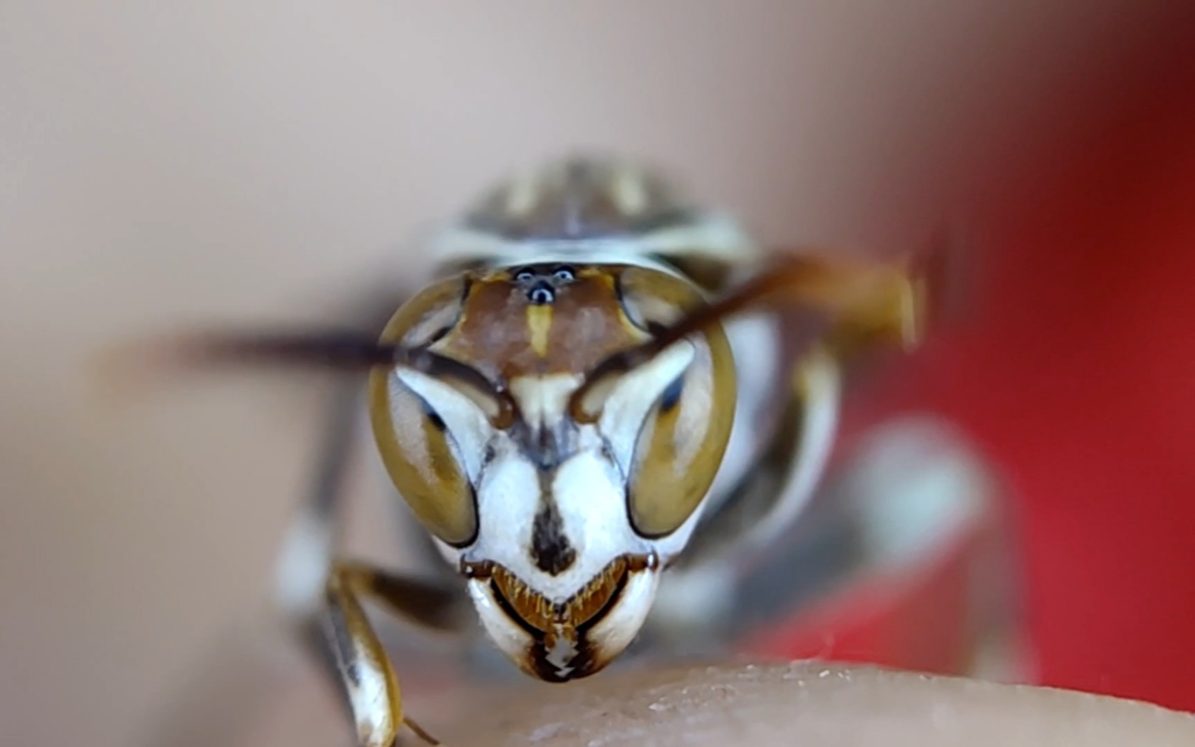 敢想就敢调教,调教马蜂中的异腹胡蜂