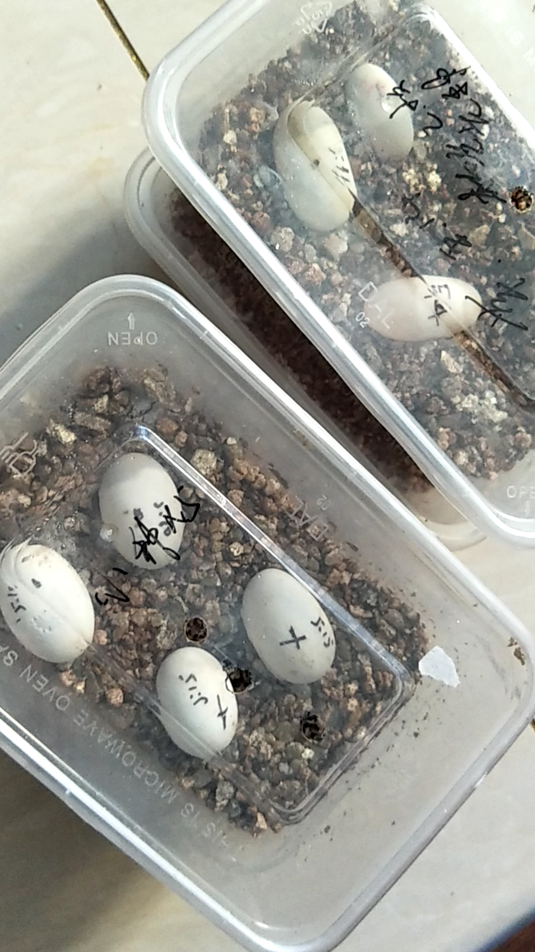 大个的苏北金线草龟蛋,皖浙喉蛋,能孵化出精品吗