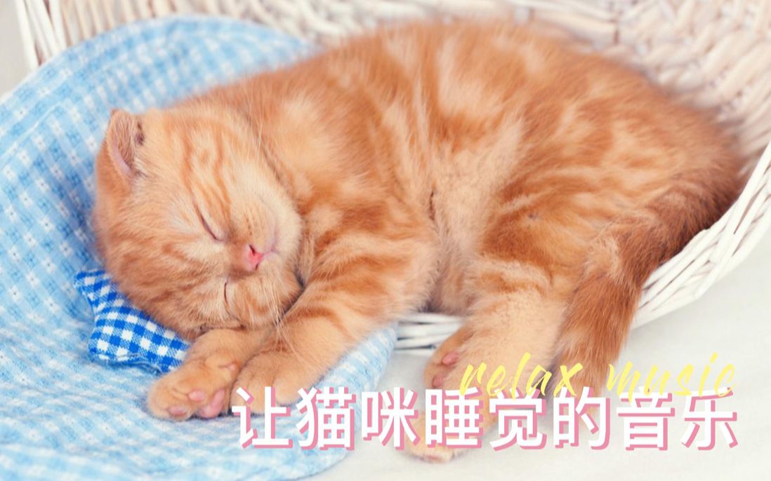 [图]✔让猫咪好好睡觉的音乐 / 平静放松睡眠🎵