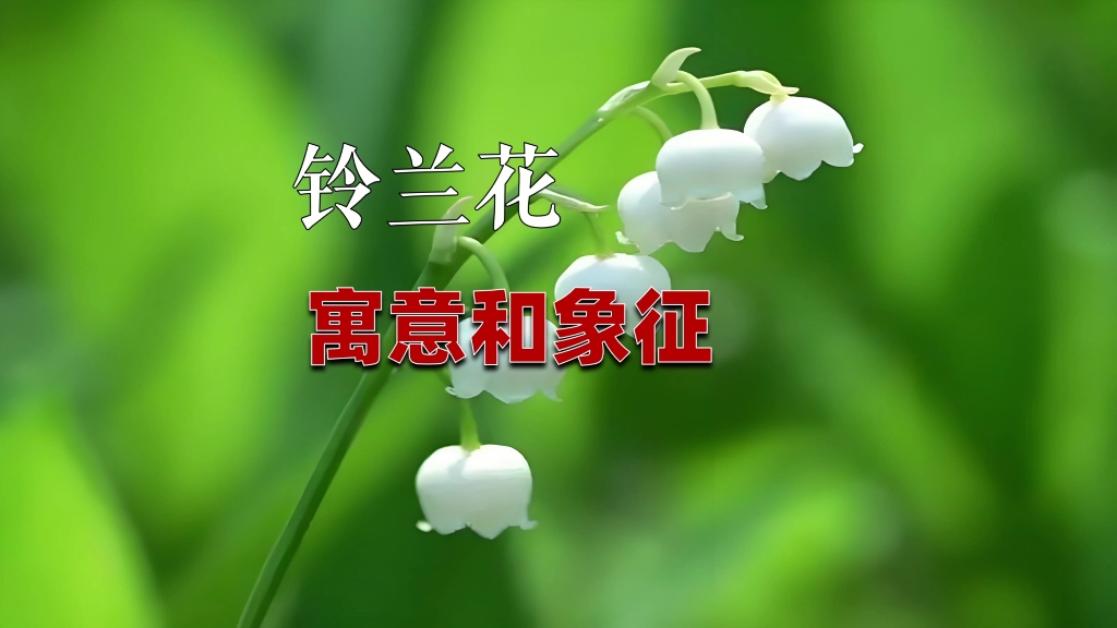 铃兰花寓意和象征哔哩哔哩bilibili