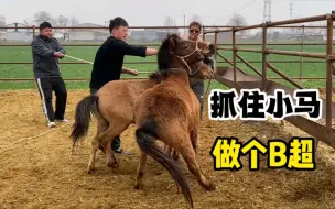 Скачать видео: 抓住小矮马给它定胎，做个B超