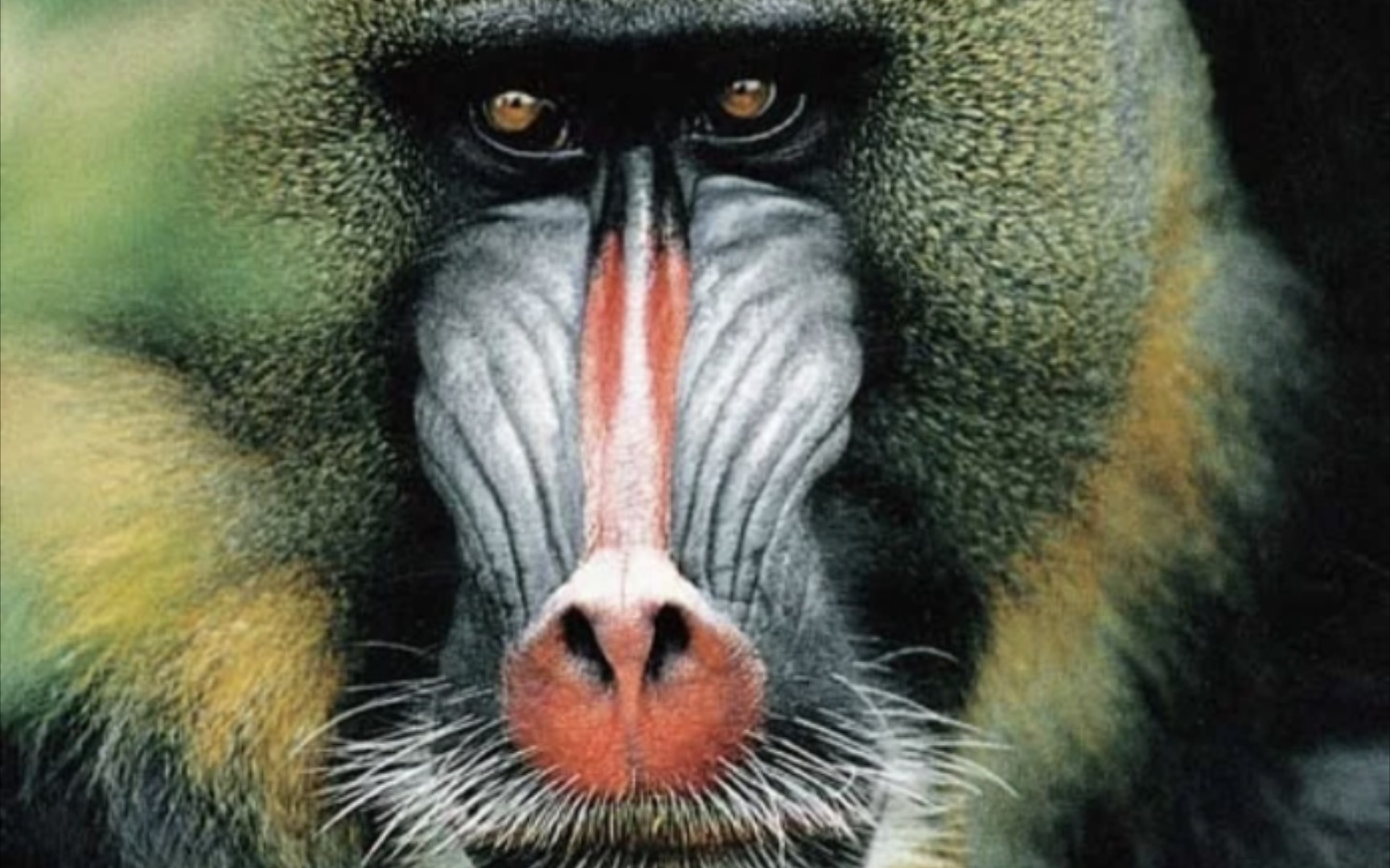 活动  鬼面凶猴 山魈