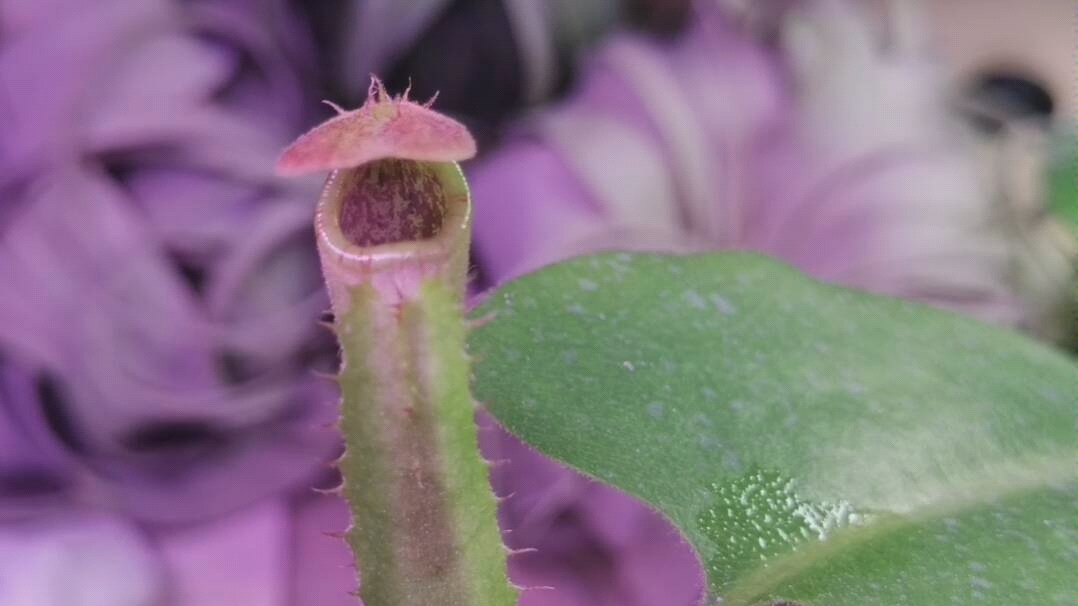 猪笼草 宝特猪笼草 食虫植物哔哩哔哩bilibili