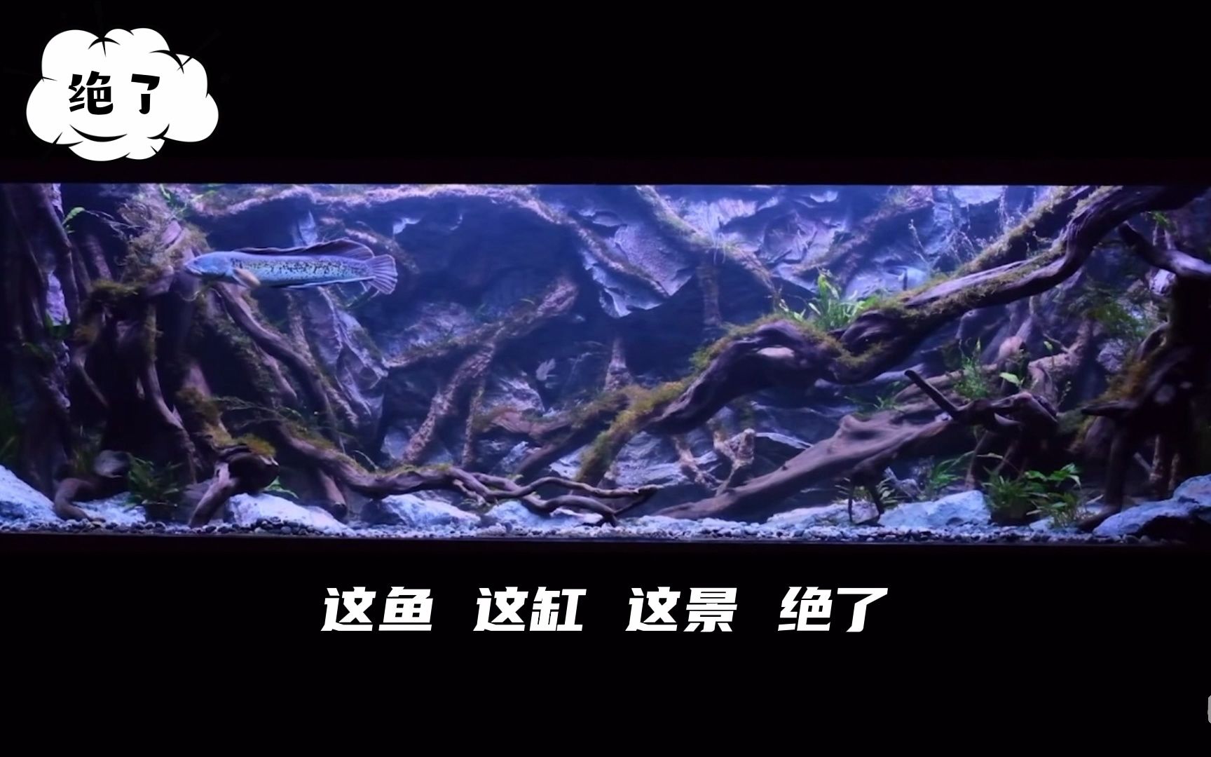 印尼雷龙鱼爱好者搞的巴卡雷龙缸 雷龙缸造景 这个缸 绝了