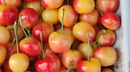 哈尔滨每日新鲜水果市场