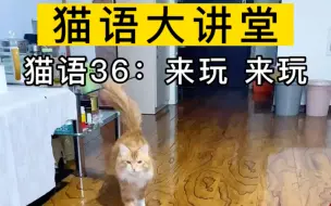 Tải video: 只要大声播放猫语“来玩 来玩”，你家猫就会跑过来找你玩！