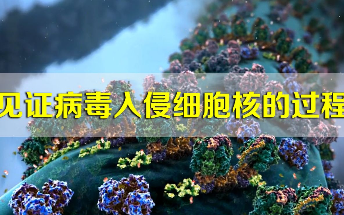 人体约40万亿60万亿个细胞进入细胞核见证病毒入侵的过程