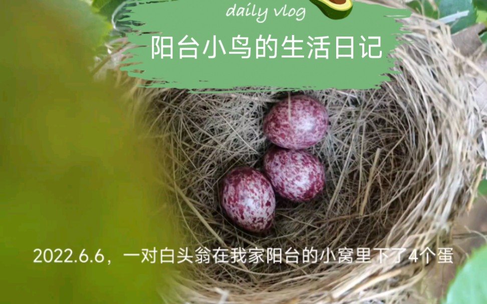 活动  阳台上的小鸟--白头翁在我家阳台孵了四个蛋