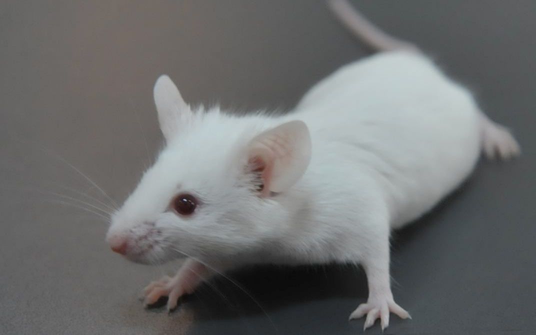 医学实验动物小鼠