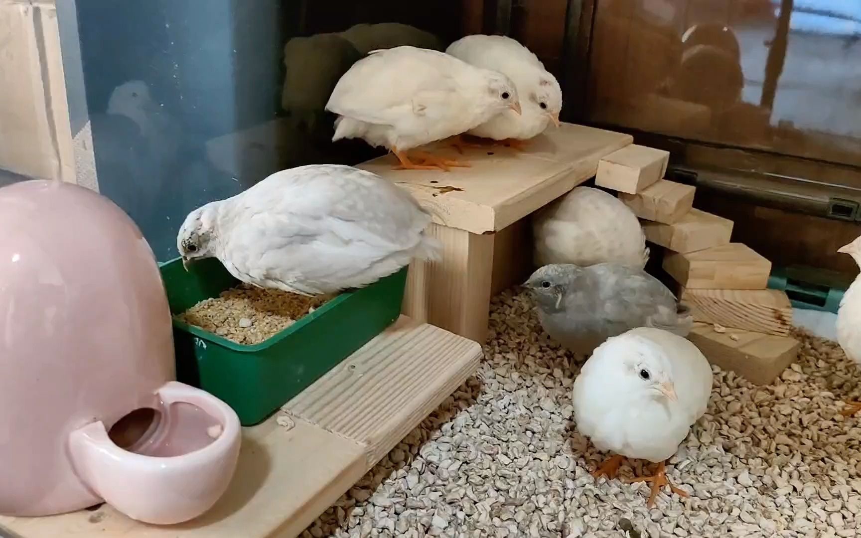 阳台上养小芦丁鸡,我总结了五点饲养起来非常简单