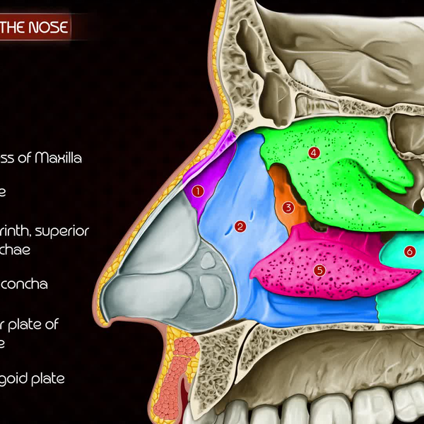 鼻腔外侧壁解剖【耳鼻咽喉头颈外科学】【生肉】_哔哩哔哩_bilibili