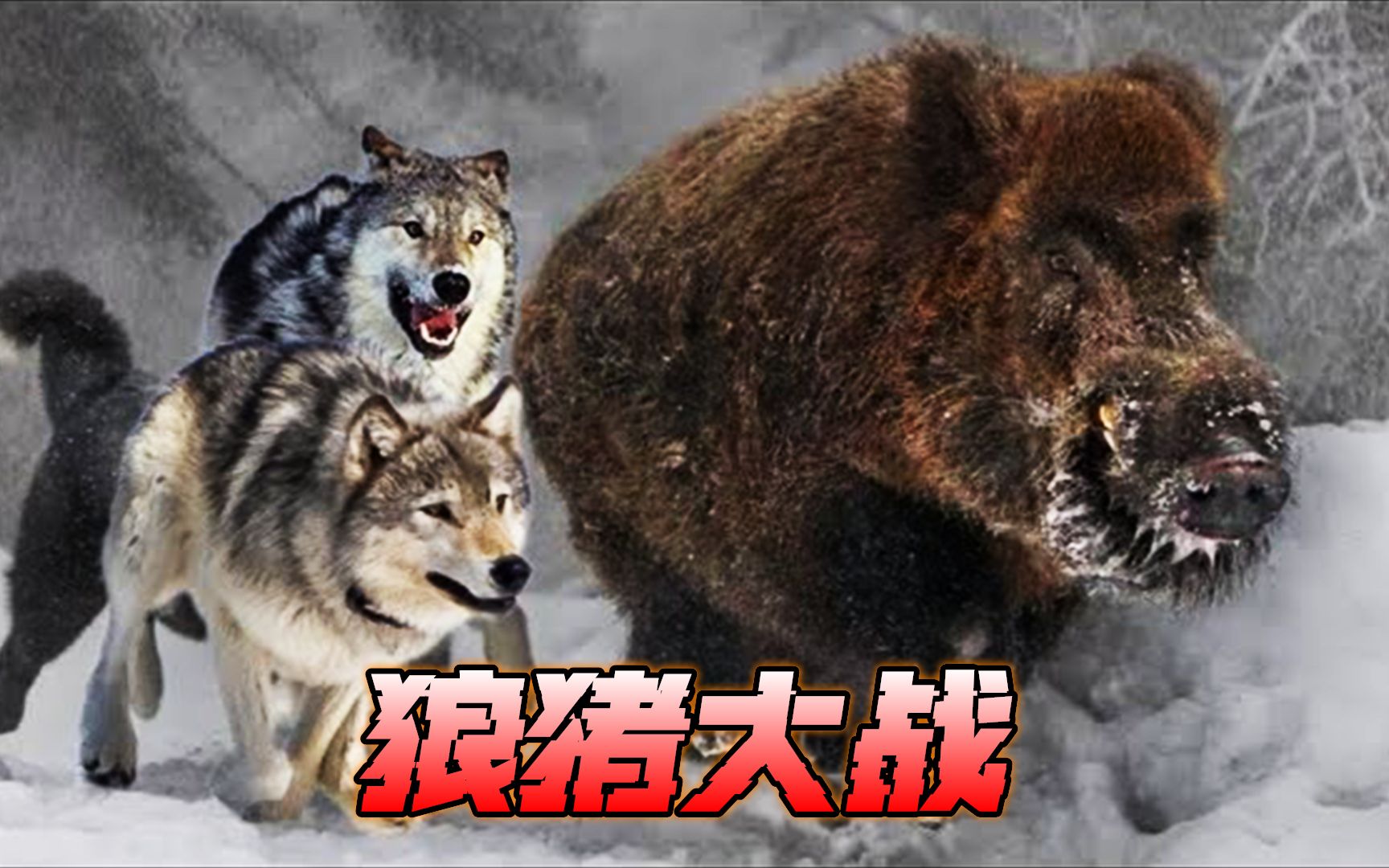 狼不会轻易猎杀野猪,只有这种情况