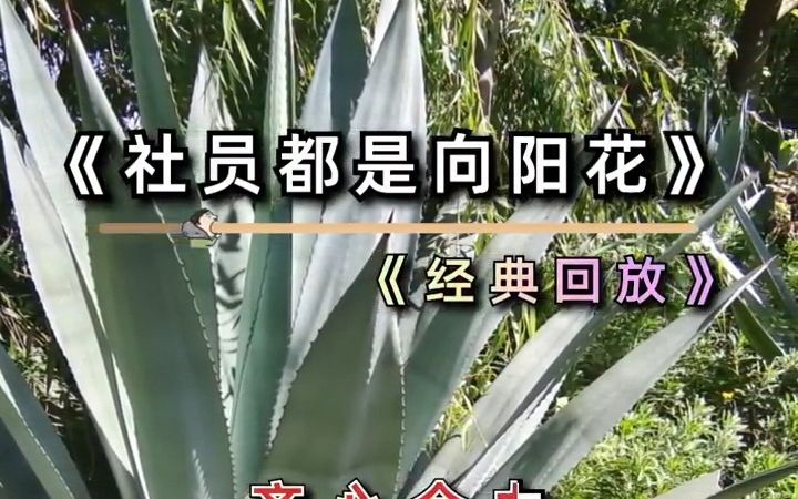 [图]《社员都是向阳花》经典红歌，百听不厌